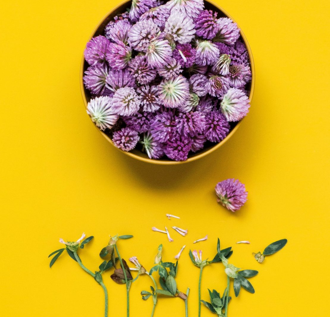 Plantes relaxantes pour chaque pièce de votre maison  Capsule santé