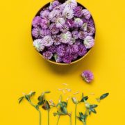 plantes relaxantes pour la maison