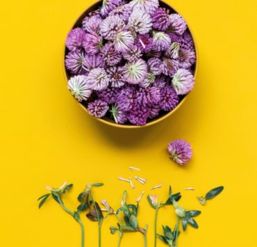 plantes relaxantes pour la maison